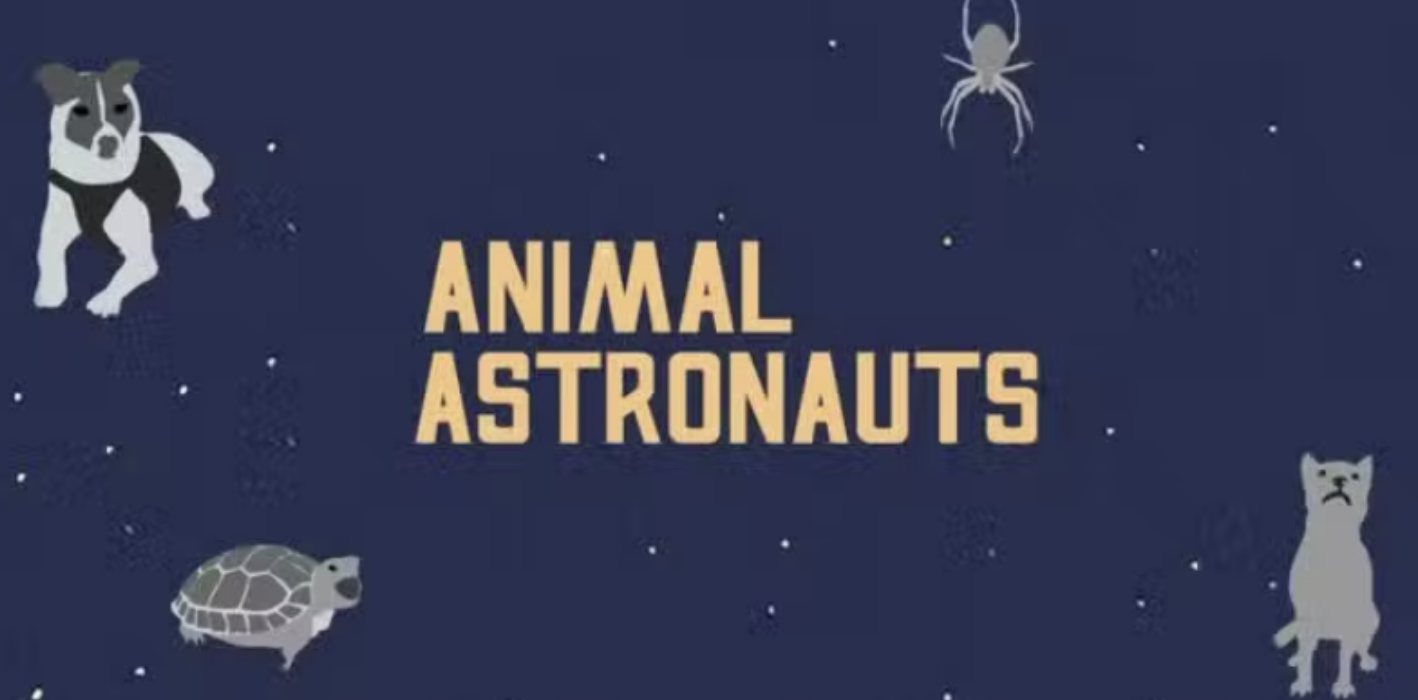 Animals That Have Visited Space InfoGraphic
