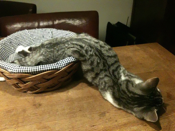 Incredibly Cute Animals Prove They Can Sleep Anywhere