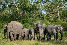 World Elephant Day | August 12