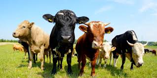 31 Fun Facts About Cows For Kids