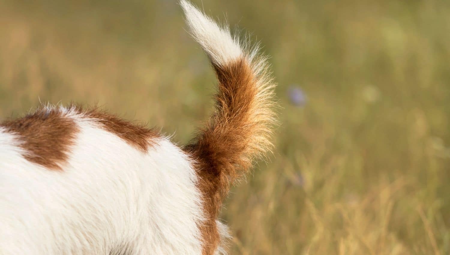 Why Do Dogs Wag Their Tails?